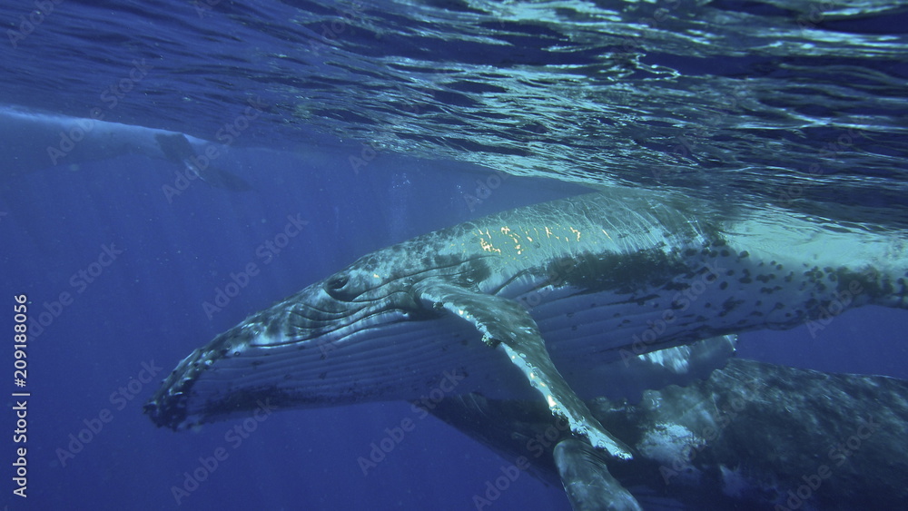 Fototapeta premium Humpback whales, Megaptera novaeangliae, Neiafu, Vavau, Tonga