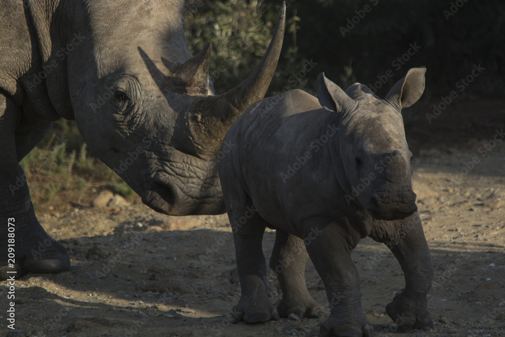 Obraz premium white rhinoceros with calf