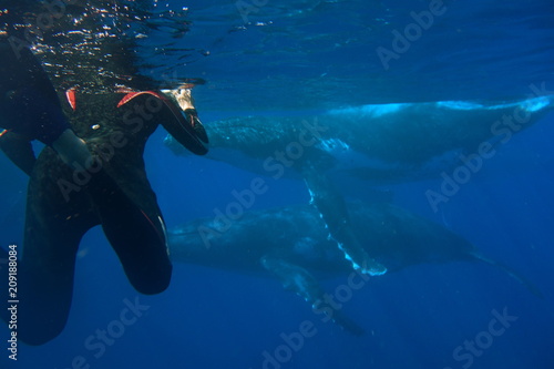 Swimming with Humpback whales, Megaptera novaeangliae, Neiafu, Vavau, Tonga