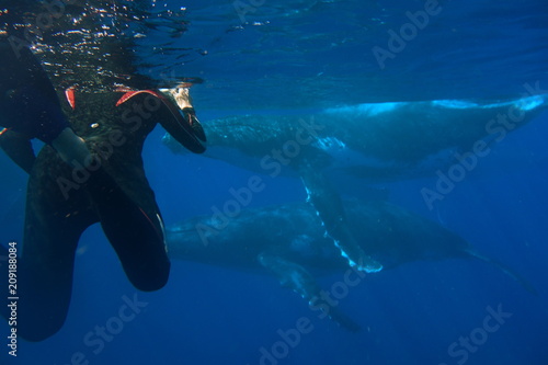 Swimming with Humpback whales, Megaptera novaeangliae, Neiafu, Vavau, Tonga photo