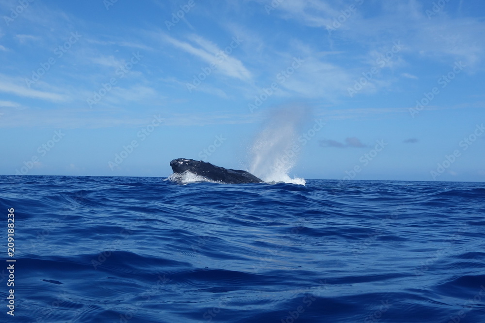 Fototapeta premium Watching Humpback whale surfacing, blowing, spraying, Neiafu, Vavau, Tonga while swimming