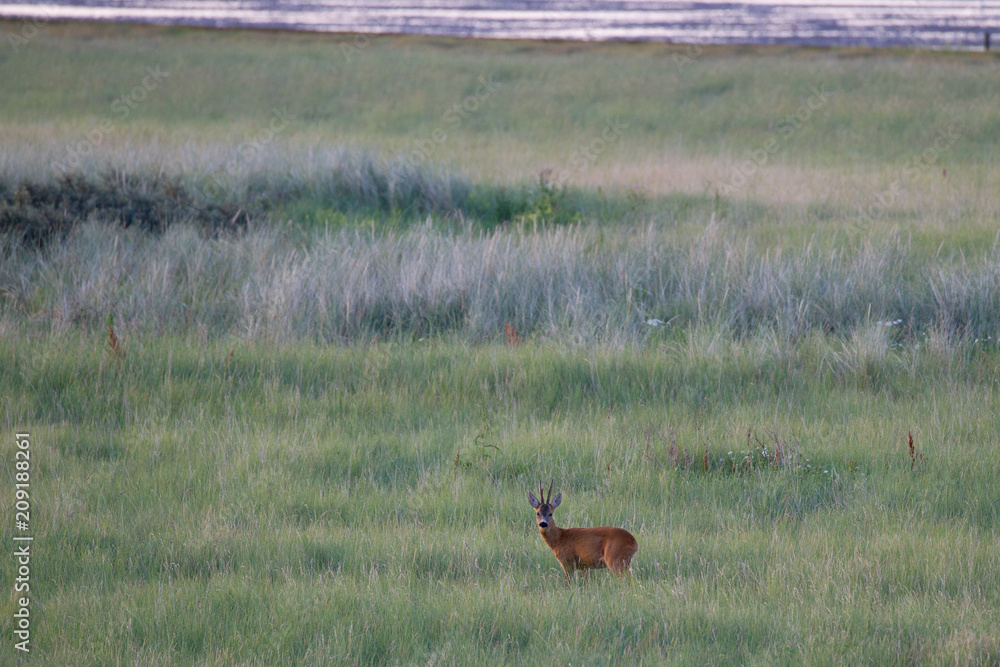 Ein Rehbock (Capreolus capreolus) am frühen Morgen auf der Nordseeinsel Juist in Nordfriesland, Deutschland, Europa. Ein Rehbock (Capreolus capreolus) am frühen Morgen auf der Nordseeinsel Juist in Nordfriesland, Deutschland, Europa.