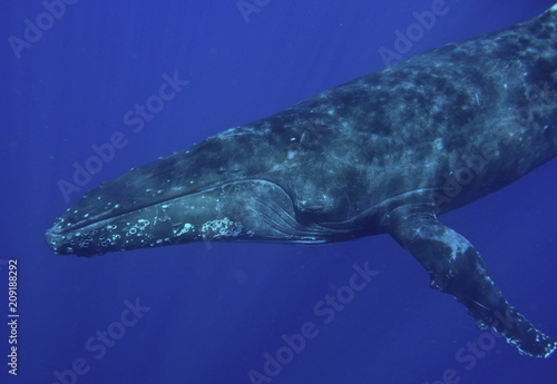 Humpback Whale, Neiafu, Vavau, Tonga © Sahara Frost