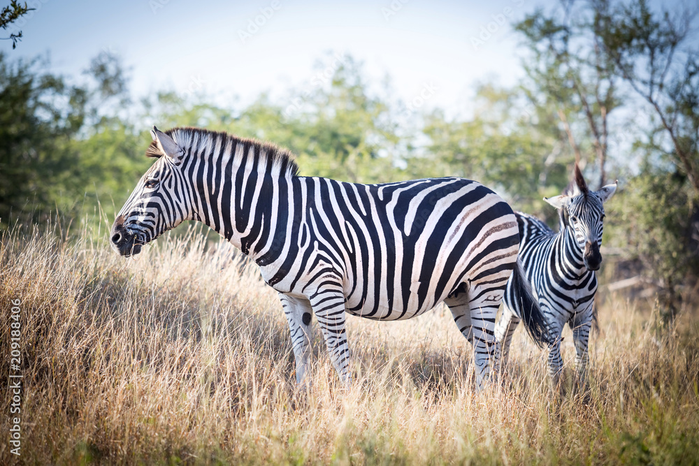 Zebra standing in the bush in a safari park. Zebra standing in the bush in a safari park.