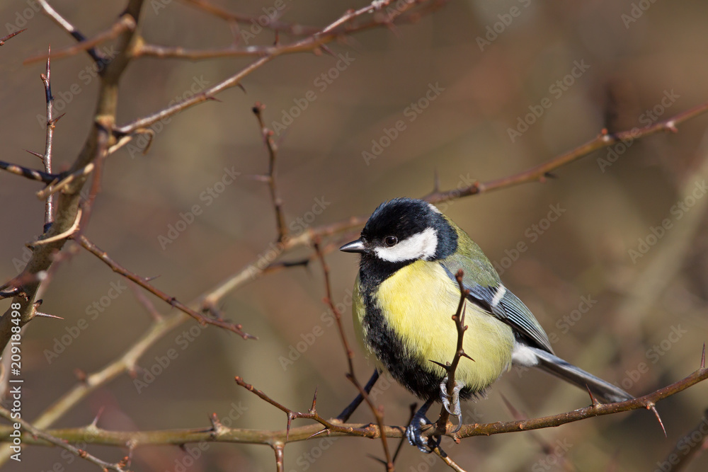 Kohlmeise (Parus major) im Winter im Naturschutzgebiet Mönchbruch bei Frankfurt, Deutschland. Kohlmeise (Parus major) im Winter im Naturschutzgebiet Mönchbruch bei Frankfurt, Deutschland.