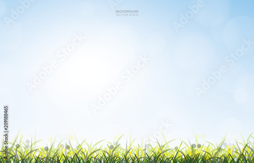 Outdoor background of green grass field with soft light and blue sky background. Vector.