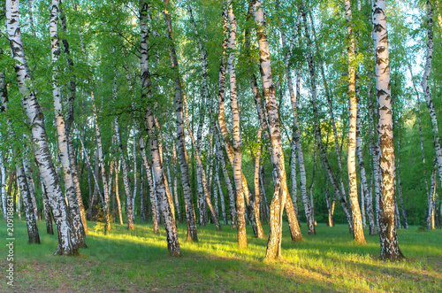 birch grove in the rays of the sun in the early morning, horizontal composition