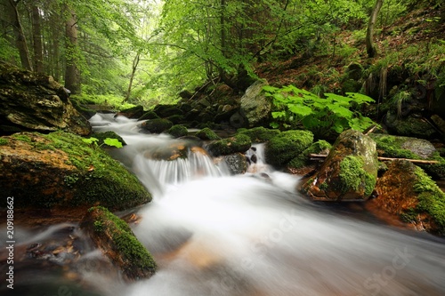 Forest stream flowing down from the mountains
