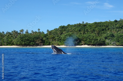 Whale watching-Surfacing Humpback Whale blowing at Neiafu, Vavau, Tonga photo