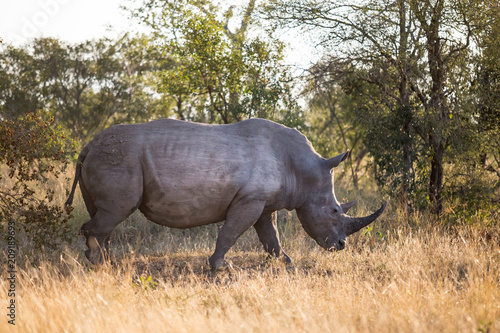 Rhino walking in the bush in South Africa. A White Rhino.