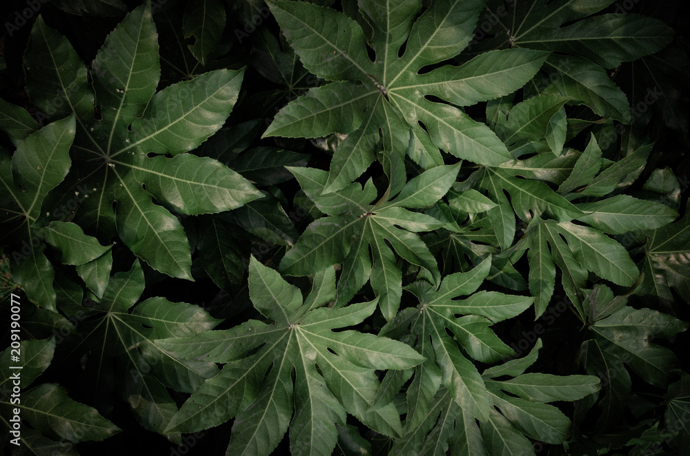 Summer, dark leaves, large leaves, tropical leaves Summer, dark leaves, large leaves, tropical leaves