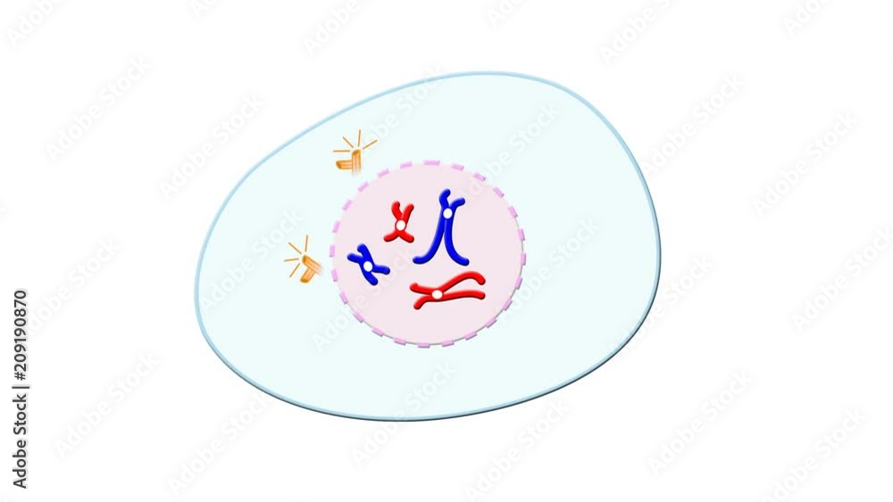 Animation of meiosis cell division, complete without crossing-over Animation of meiosis cell division, complete without crossing-over