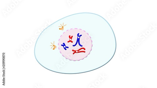 Animation of meiosis cell division, complete without crossing-over