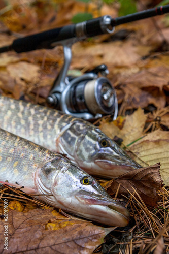Freshwater pike and fishing equipment lies on yellow leaves..