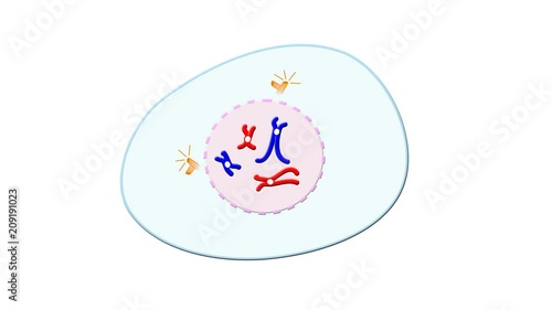 Animation of mitosis cell division  photo