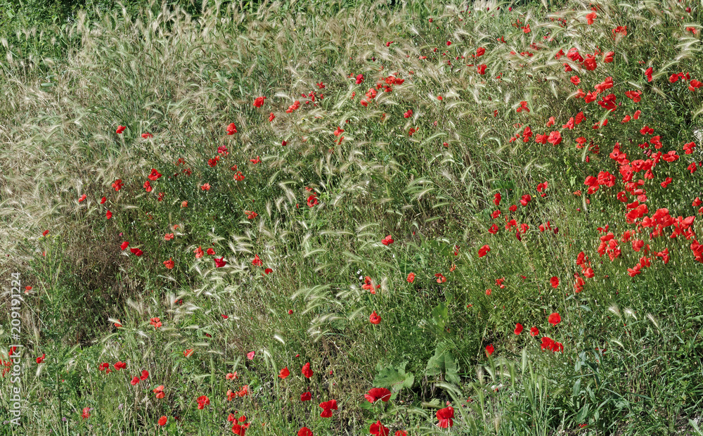 poppies field in Île de France