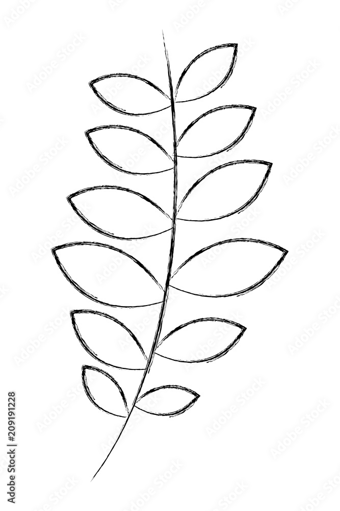 branch leaves natural foliage image vector illustration sketch