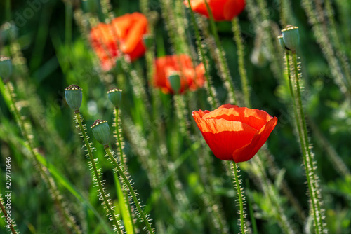 Fototapeta Naklejka Na Ścianę i Meble -  Beautiful poppy field.