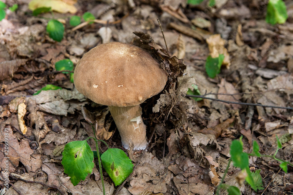 Porcini mushroom grows on the forest floor at autumn season.. Porcini mushroom grows on the forest floor at autumn season..