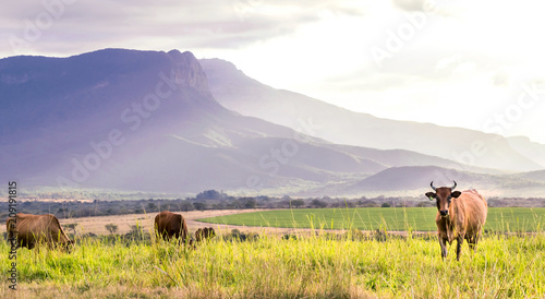 Cow standing in a field with mountain view in the background. © RichTphoto