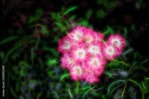 Fototapeta Naklejka Na Ścianę i Meble -  flower Garden and flora.