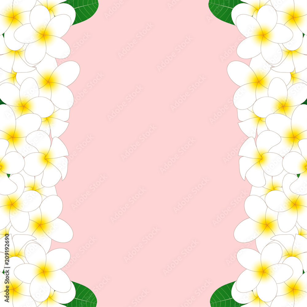 Fototapeta premium White Plumeria Border