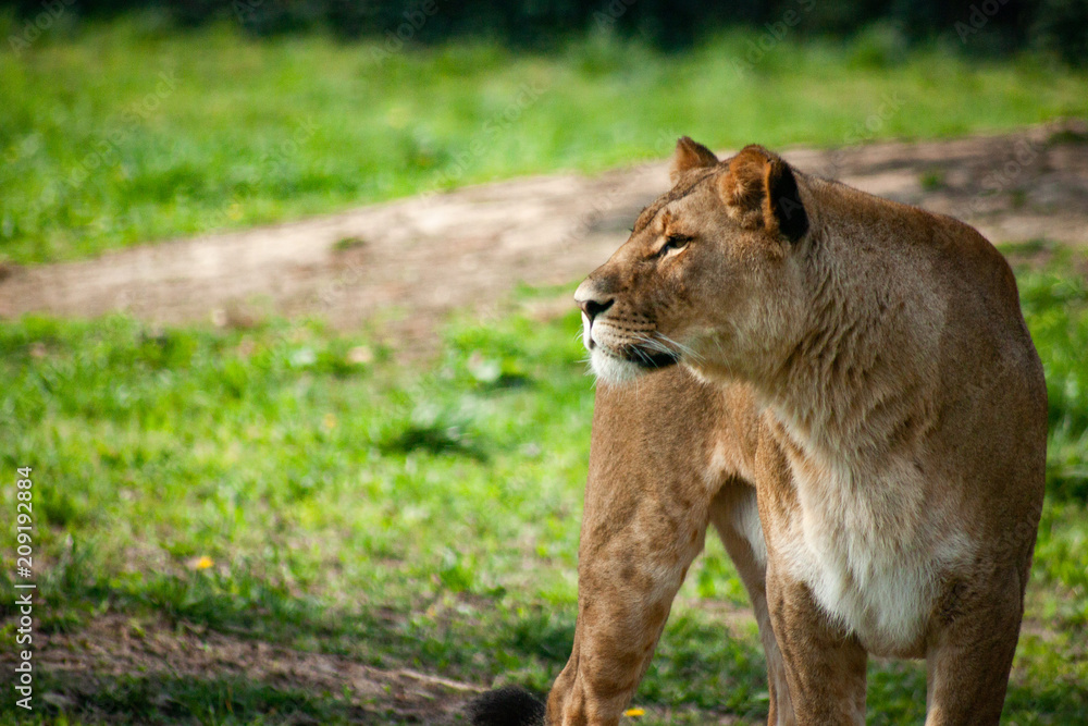 Naklejka premium Leone