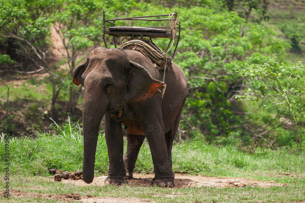 Obraz premium Elephant with howdah on the back (Seat on Elephant back for .Mahout or tourists).