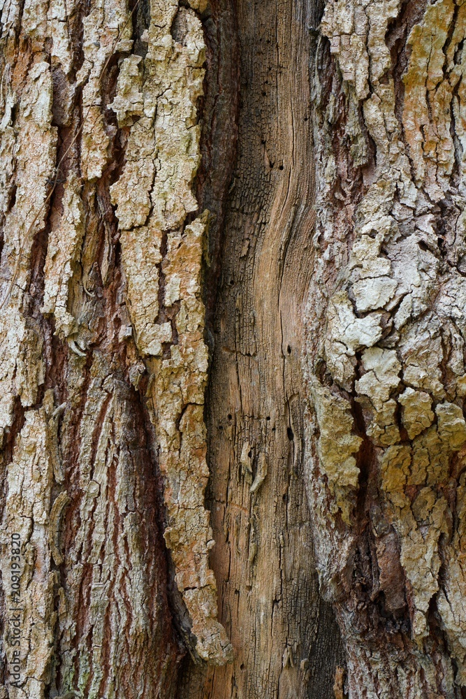 Tree trunk detail texture as natural background. Bark tree texture wallpaper. Durian tree Bark. wood background. Tree trunk detail texture as natural background. Bark tree texture wallpaper. Durian tree Bark. wood background.