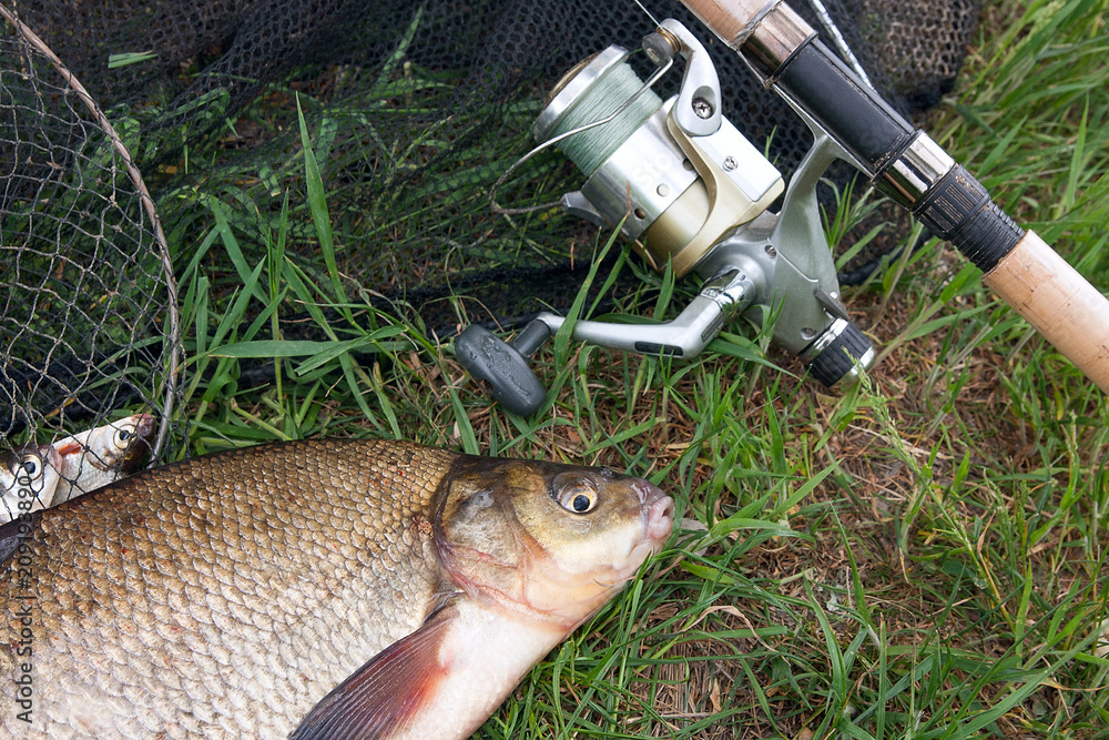Single freshwater fish common bream and fishing rod with reel on natural background.. Single freshwater fish common bream and fishing rod with reel on natural background..