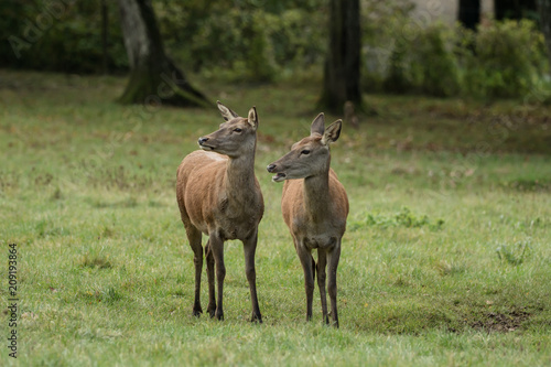 Two beautiful deer on the green meadow