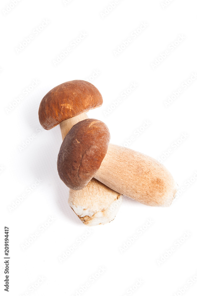 Two porcini mushroom known as boletus edulis isolated on white background. Two porcini mushroom known as boletus edulis isolated on white background.