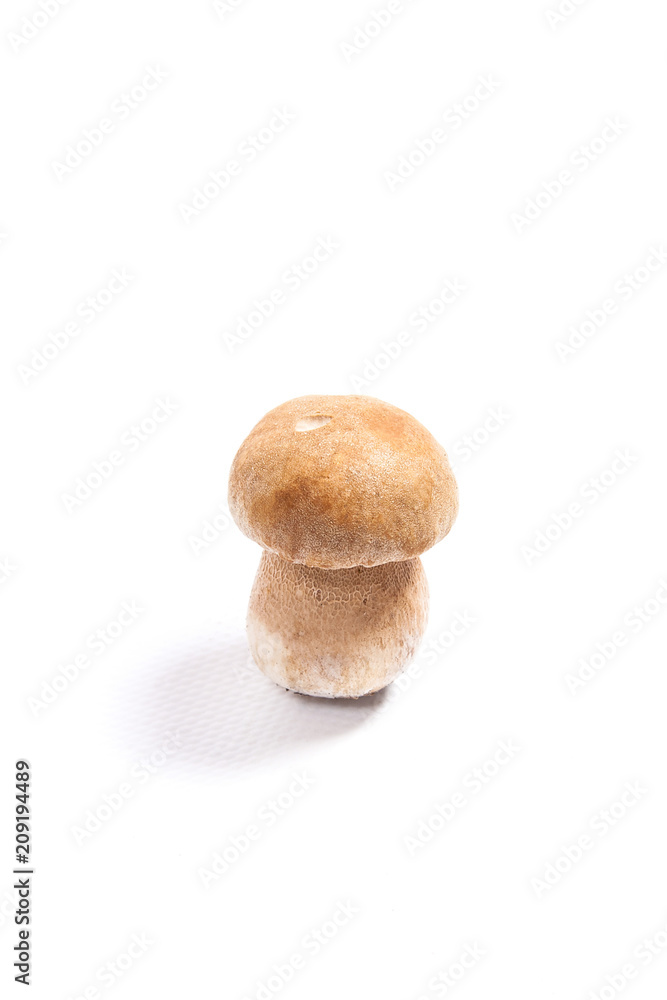 Single Porcini mushroom known as boletus edulis isolated on white background. Single Porcini mushroom known as boletus edulis isolated on white background.