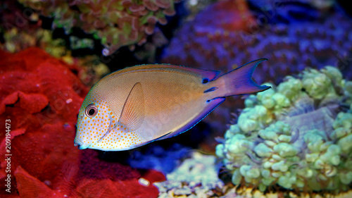 Lavender Tang (Acanthurus nigrofuscus) photo