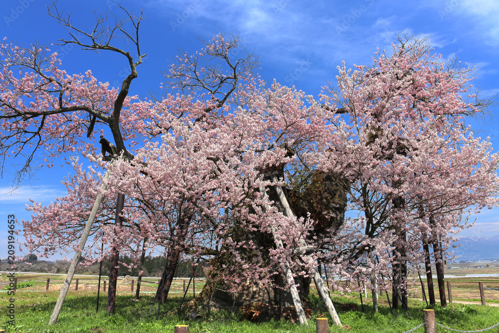 米沢の千歳桜（福島県・会津美里町）