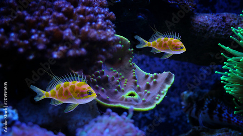 Borbonius anthias fish in coral reef aquarium tank