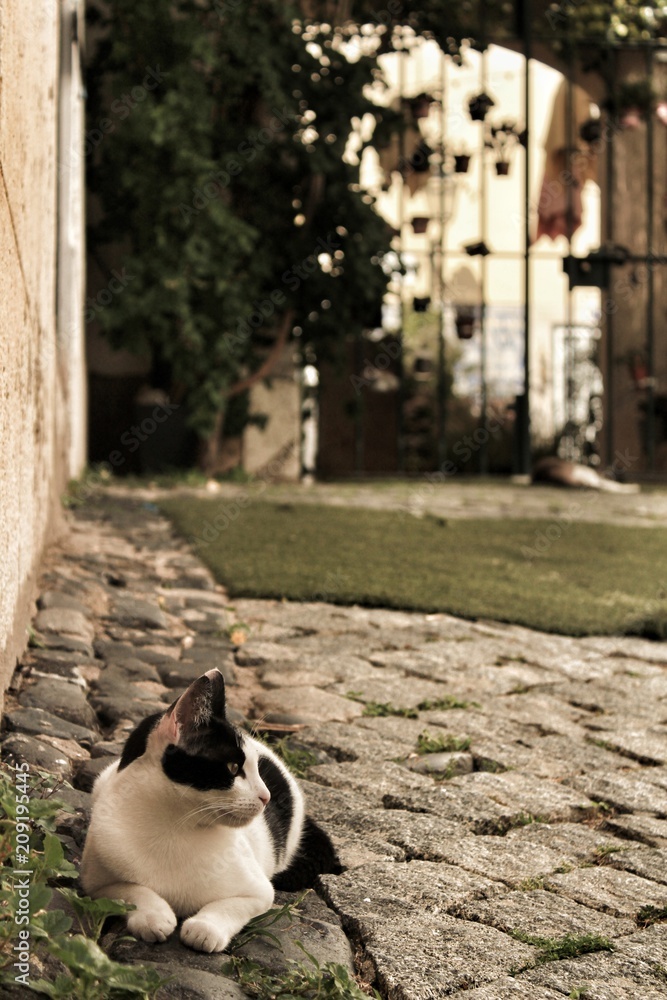 Black and White cat in Lisbon cobblestone street