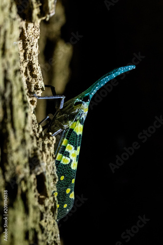 Image of fulgorid bug or lanternfly (Pyrops oculata)  photo