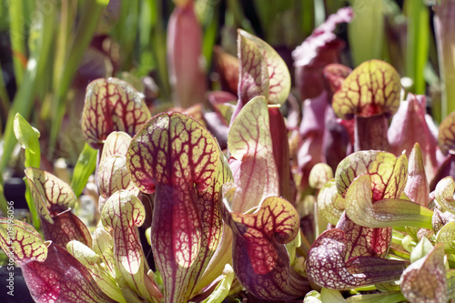 Red and green sarracenia flower - carnivorous plant that traps insects and digests them photo