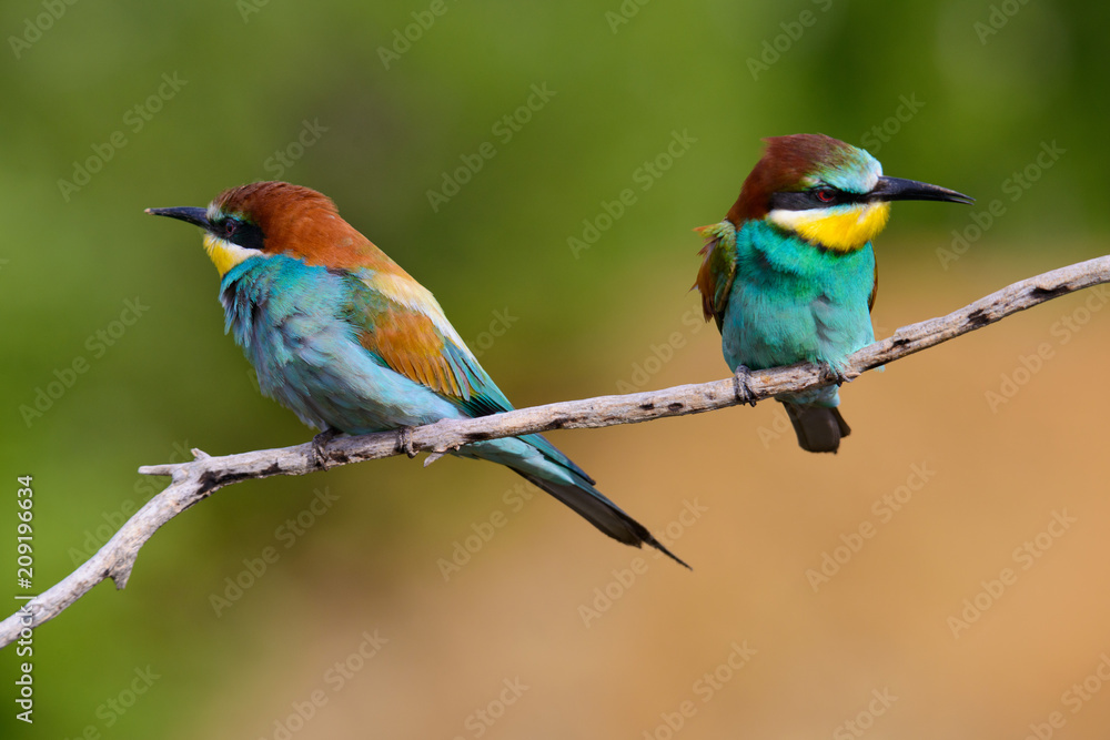 European bee-Eaters, Merops apiaster sits and brags on the good thread, has some insect in its beak during the mating season, the male feeds the female European bee-Eaters, Merops apiaster sits and brags on the good thread, has some insect in its beak during the mating season, the male feeds the female