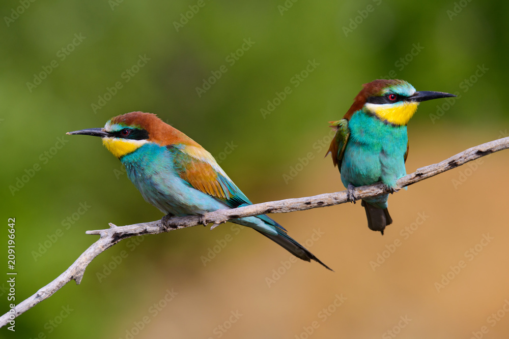 European bee-Eaters, Merops apiaster sits and brags on the good thread, has some insect in its beak during the mating season, the male feeds the female European bee-Eaters, Merops apiaster sits and brags on the good thread, has some insect in its beak during the mating season, the male feeds the female