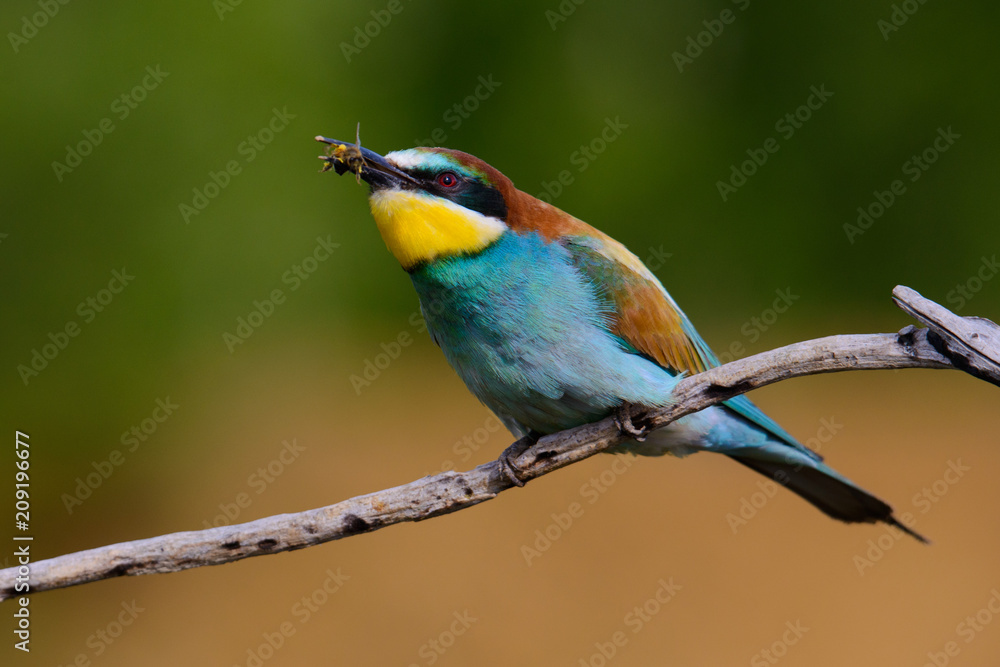 The European Bee-eaters, Merops apiaster is sitting and showing off on a nice branch, has some insect in its beak, during mating season, nice colorful background and soft golden light The European Bee-eaters, Merops apiaster is sitting and showing off on a nice branch, has some insect in its beak, during mating season, nice colorful background and soft golden light