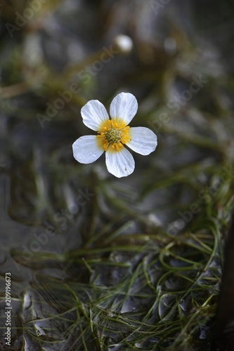 Pond water-crowfoot  Ranunculus peltatus