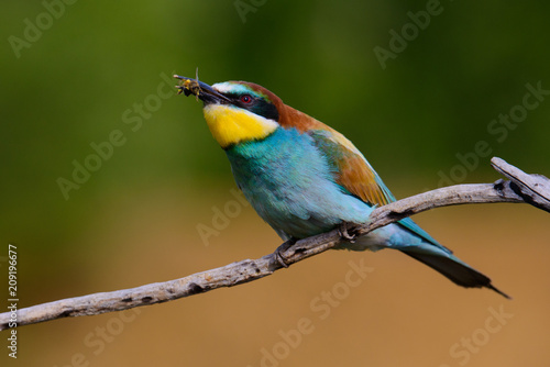 The European Bee-eaters, Merops apiaster is sitting and showing off on a nice branch, has some insect in its beak, during mating season, nice colorful background and soft golden light