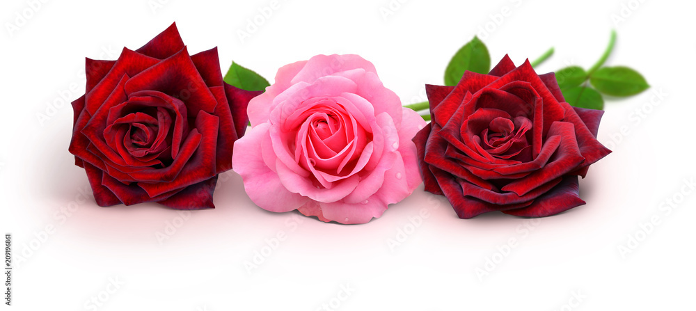 Fototapeta premium Rosen 939