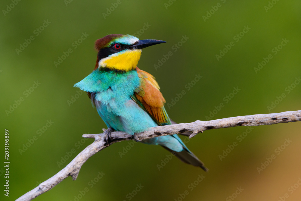 Obraz premium Golden bee-eater sitting on a branch