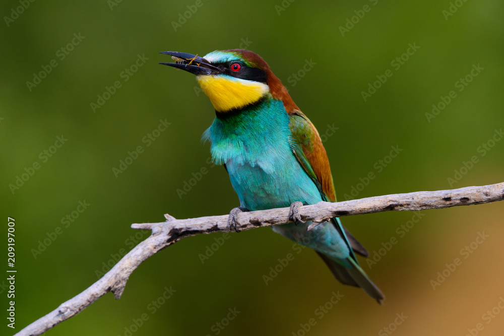 The European Bee-eaters, Merops apiaster is sitting and showing off on a nice branch, has some insect in its beak, during mating season, nice colorful background and soft golden light