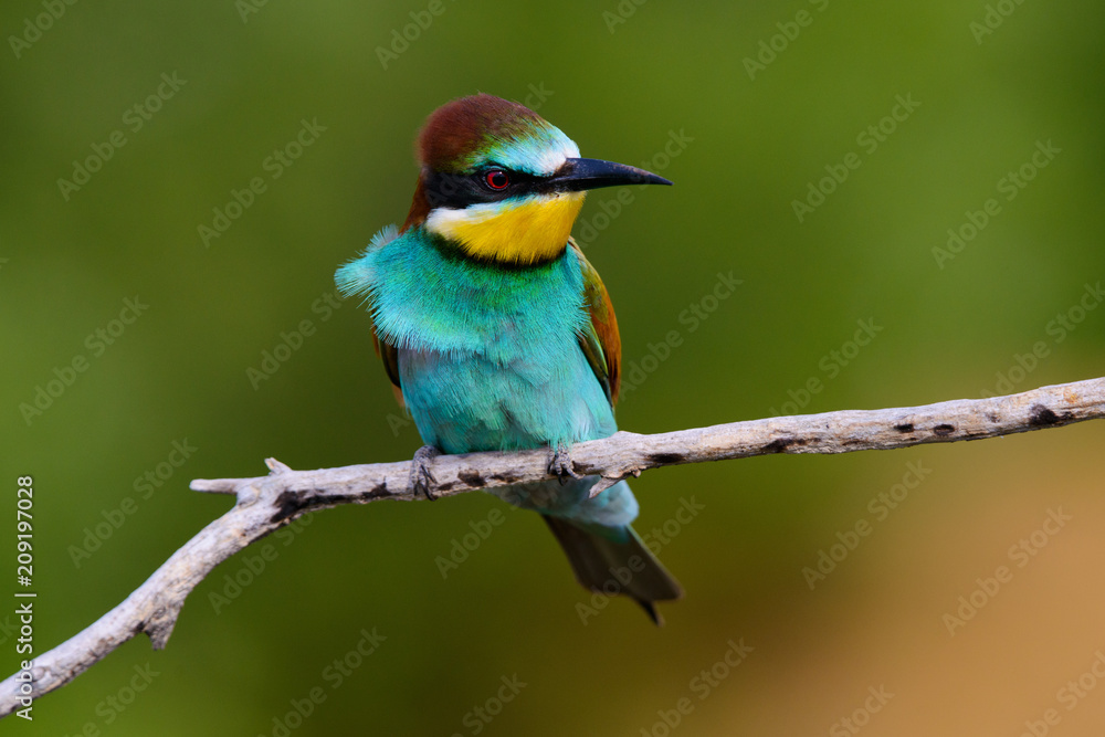 Fototapeta premium Golden bee-eater sitting on a branch