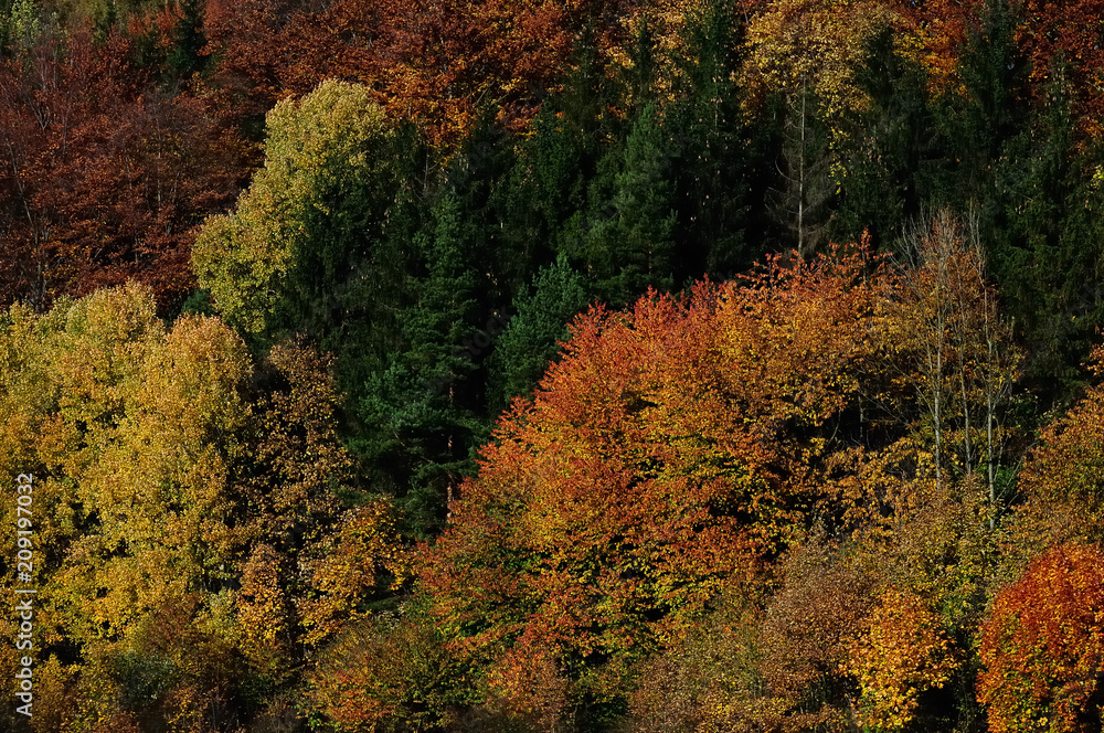 Orange and red autumn forest in Czech Republic. Orange and red autumn forest in Czech Republic.