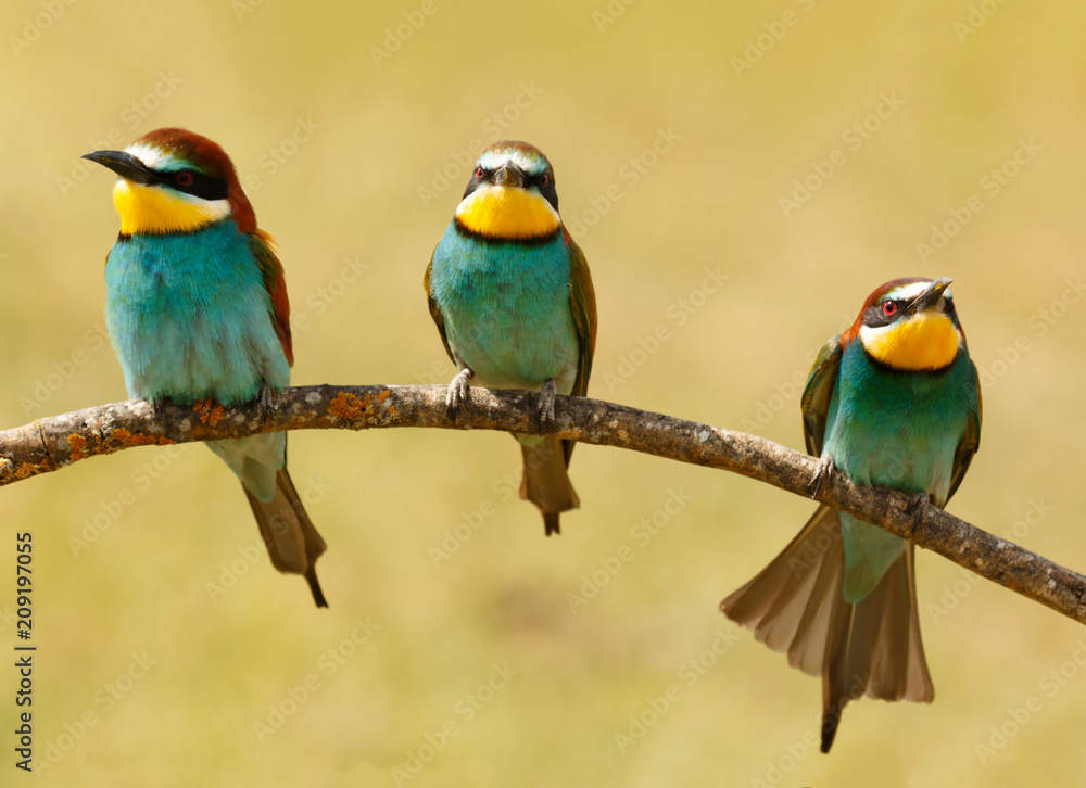 Fototapeta premium Meeting of three birds on a branch